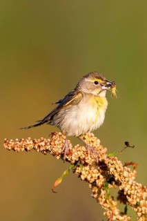 Dickcissel