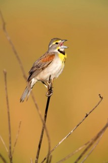 Dickcissel