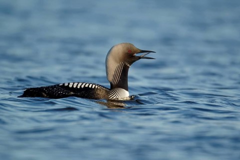Pacific loon