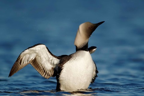 Pacific loon
