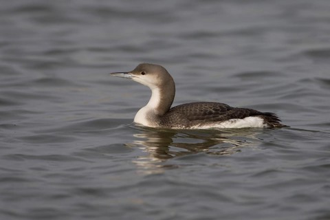 Black-throated Diver