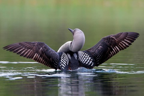 Adult black-throated loon