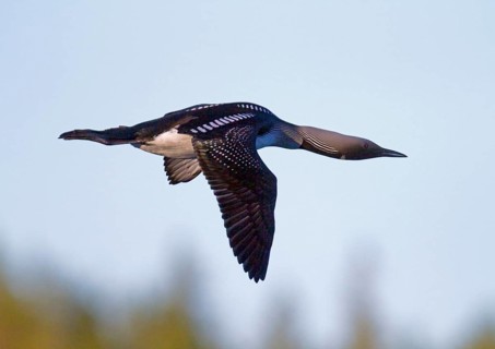 Black-throated loon