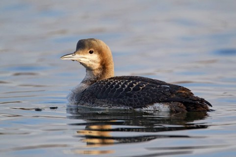 Black-throated loon
