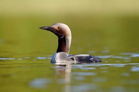 Black-throated loon