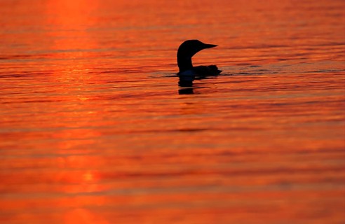Great Northern Diver