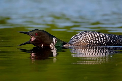 Great Northern great northern loon