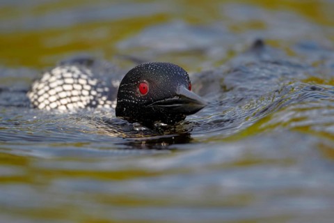 Great Northern great northern loon
