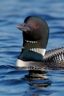Great Northern Diver