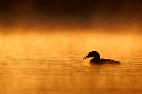 Great Northern Diver