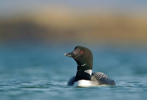 Great Northern Diver