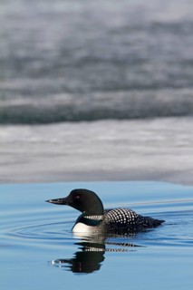 Great Northern Diver