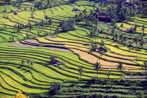 Rice fields and rice terraces