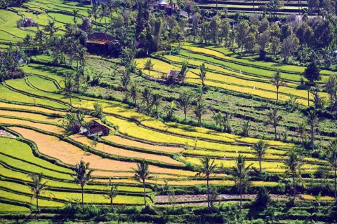 Rice fields and rice terraces