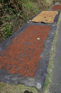 Cloves
