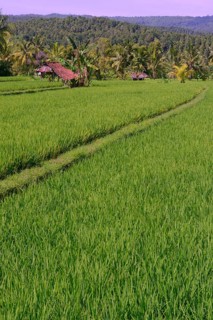 Rice field in Central Bali