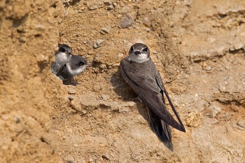 Sand martin