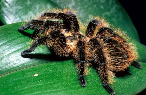 Honduras Frizzy-Haired Bird Spider