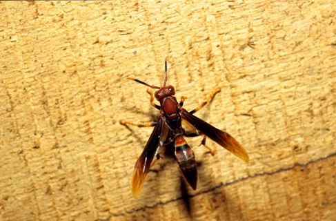 South American wrinkled wasp