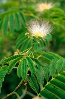 Silk tree