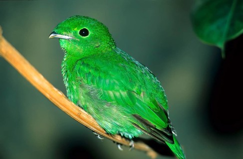 Emerald Broadbill