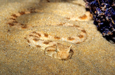 Horned viper