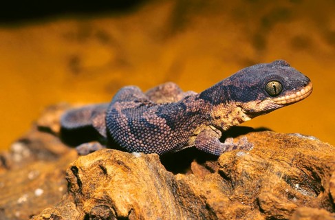 African ribbon velvet gecko