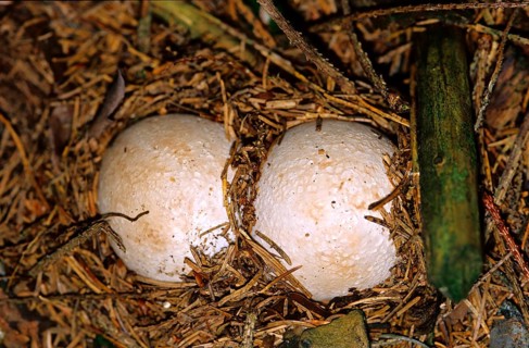 Common stinkhorn