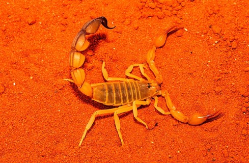 Thick-tailed scorpion