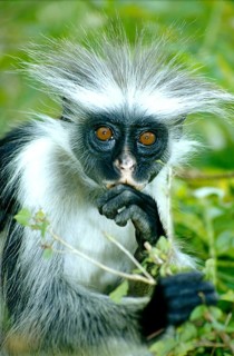 Zanzibar Stubby Monkey