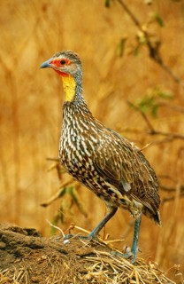Yellow-throated Francolin