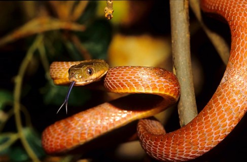 Brown Night Tree Snake