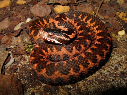 Orlov viper