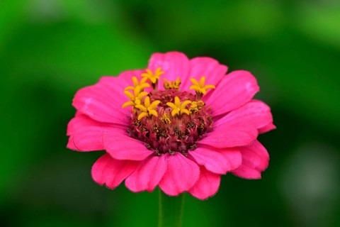 Zinnia
