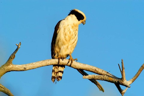 Laughing Falcon