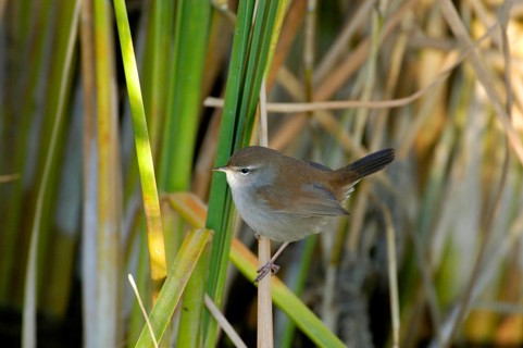 Silky Warbler