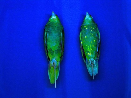 Red-fronted Amazon