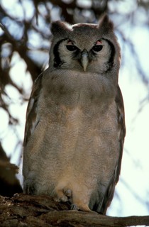 Verreaux's Eagle-owl