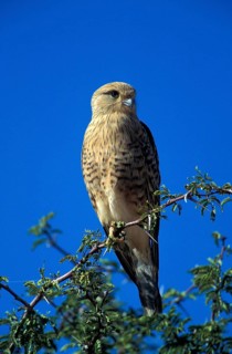Steppe Falcon
