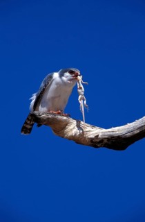 Collared Pygmy Falcon
