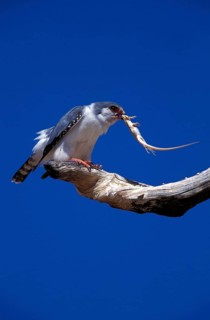 Collared Pygmy Falcon