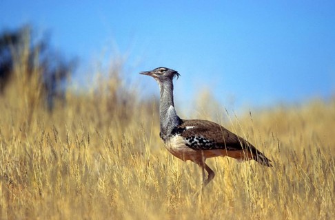 Kori Bustard