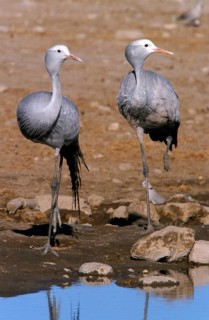 Paradise Crane