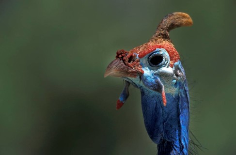 Helmeted Guineafowl