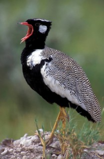 Bustard