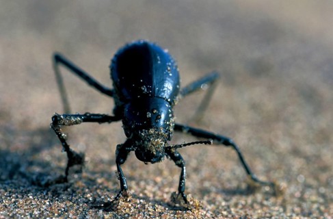 Bombardier beetle
