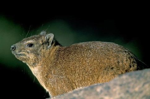 Johnston's Klipshepherd