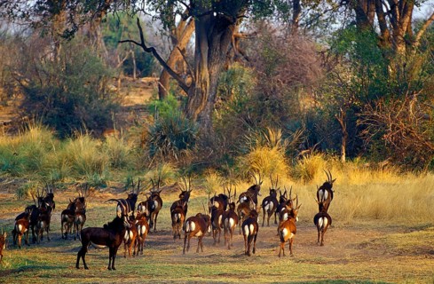 Sable antelope
