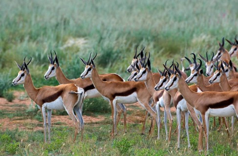 Springbok