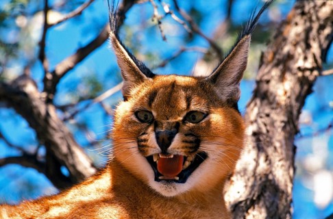 Caracal